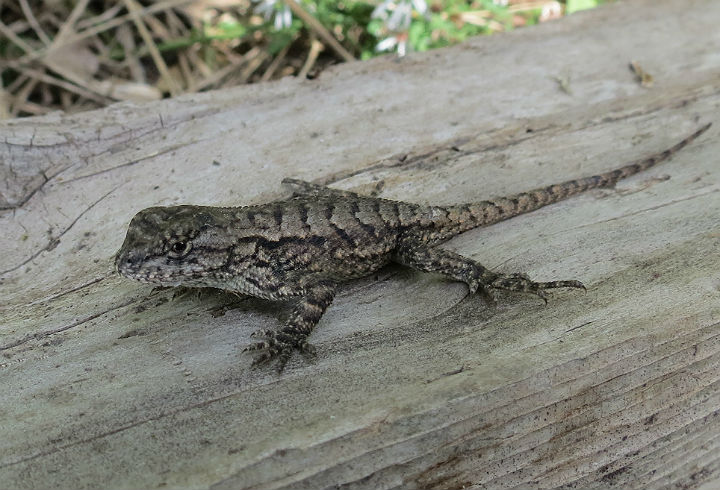 Fence Lizard